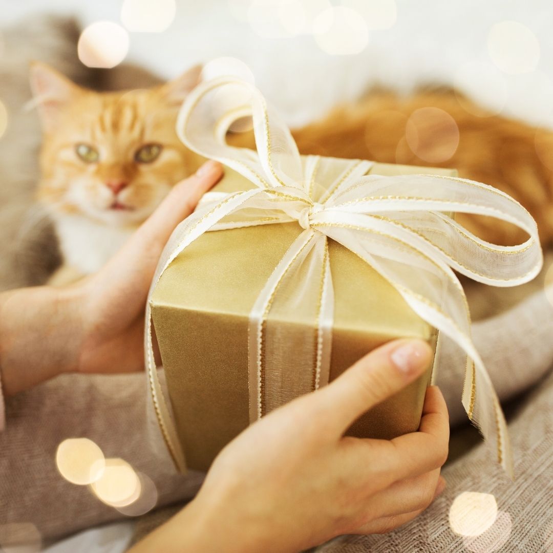 Rote Katze und ein goldenfarbiges Geschenk mit weissem Geschenksband