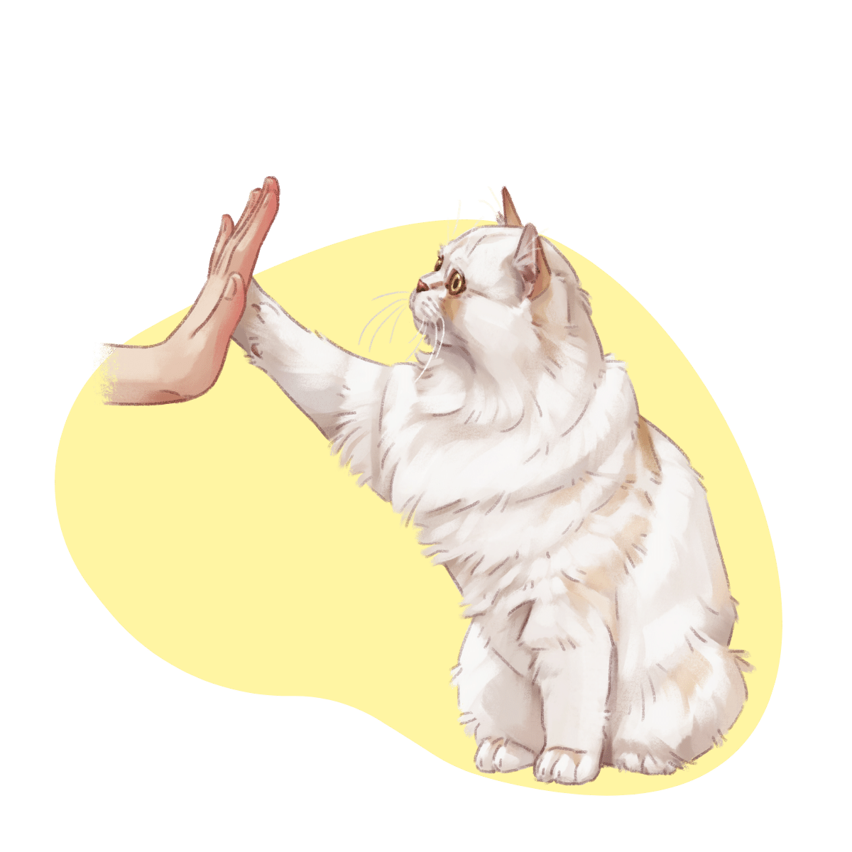 Clickertraining Katze High-Five