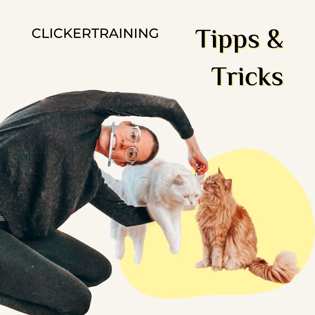 3 Tipps So Klappt Das Clickertraining Mit Deinen Katzen Clickercat 6277
