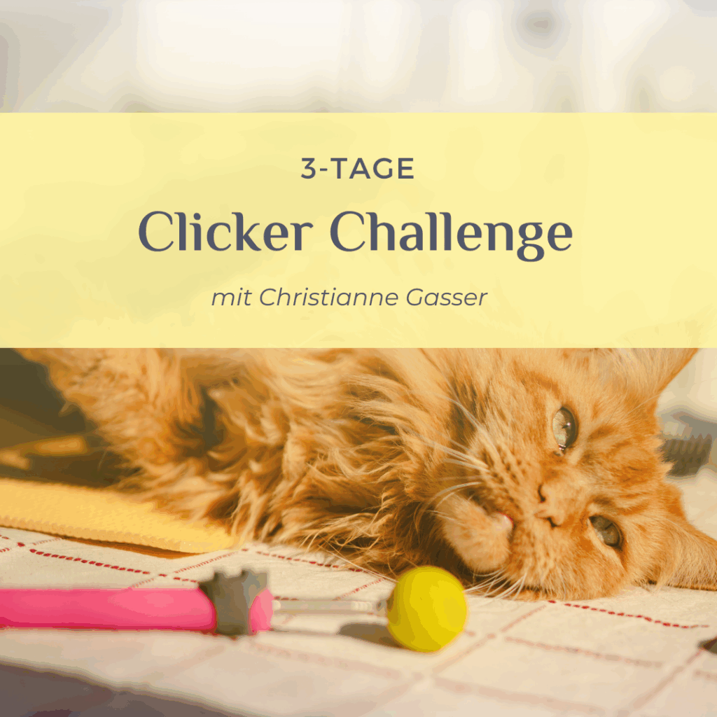 3-Tage-Clicker-Challenge