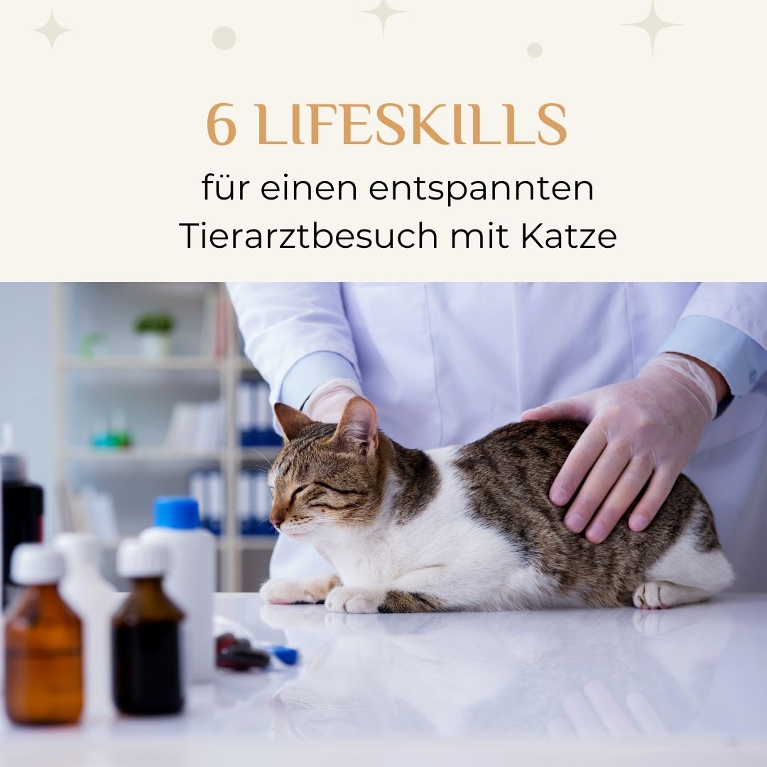 Folge 54 - 6 Lifeskills für einen entspannten Tierarztbesuch mit Katze