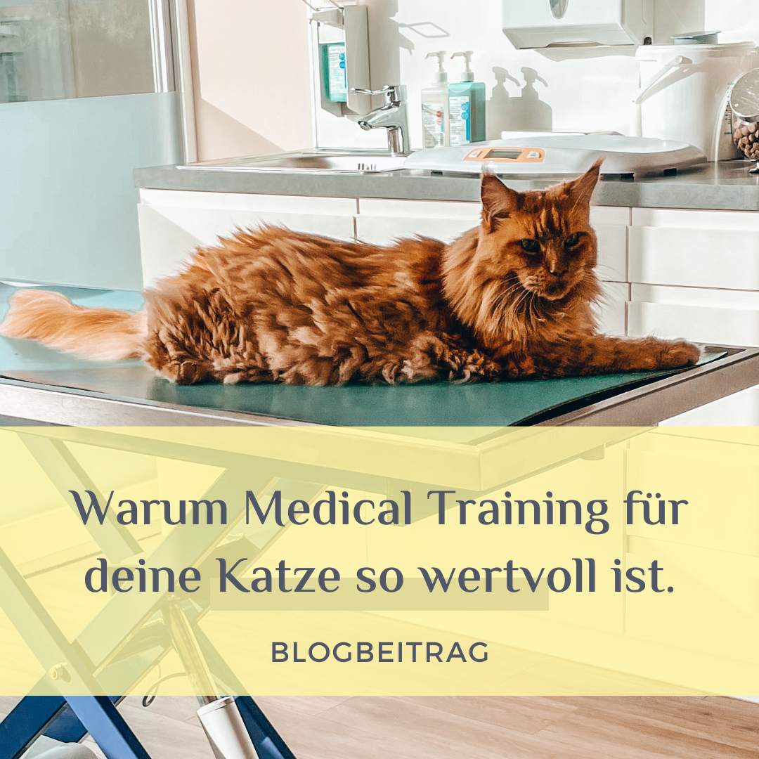 Warum Medical Training für deine Katze so wertvoll ist