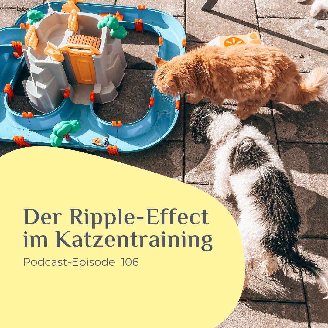 Der Ripple-Effect im Katzentraining