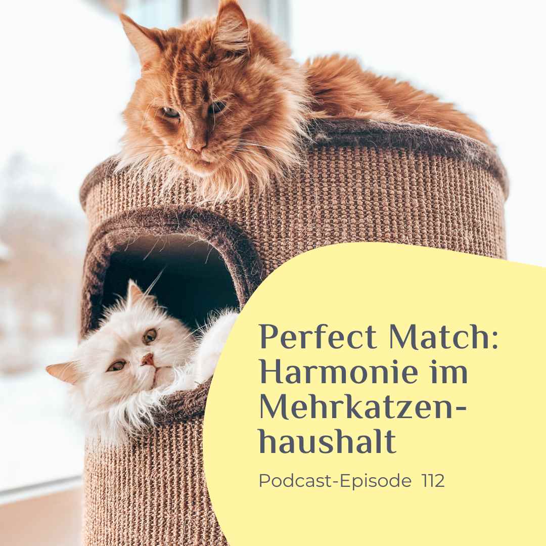 Perfect Match Harmonie im Mehrkatzenhaushalt - Interview mit Carmen Schell