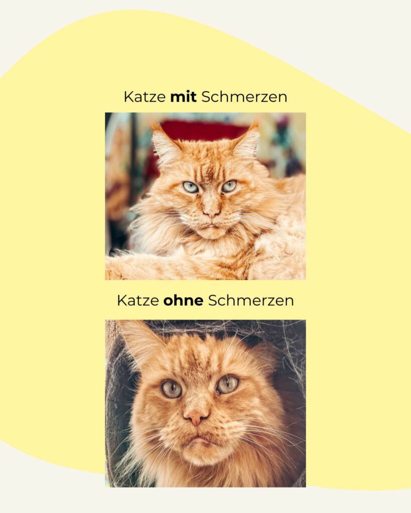 Schmerzgesicht Katze mit und ohne