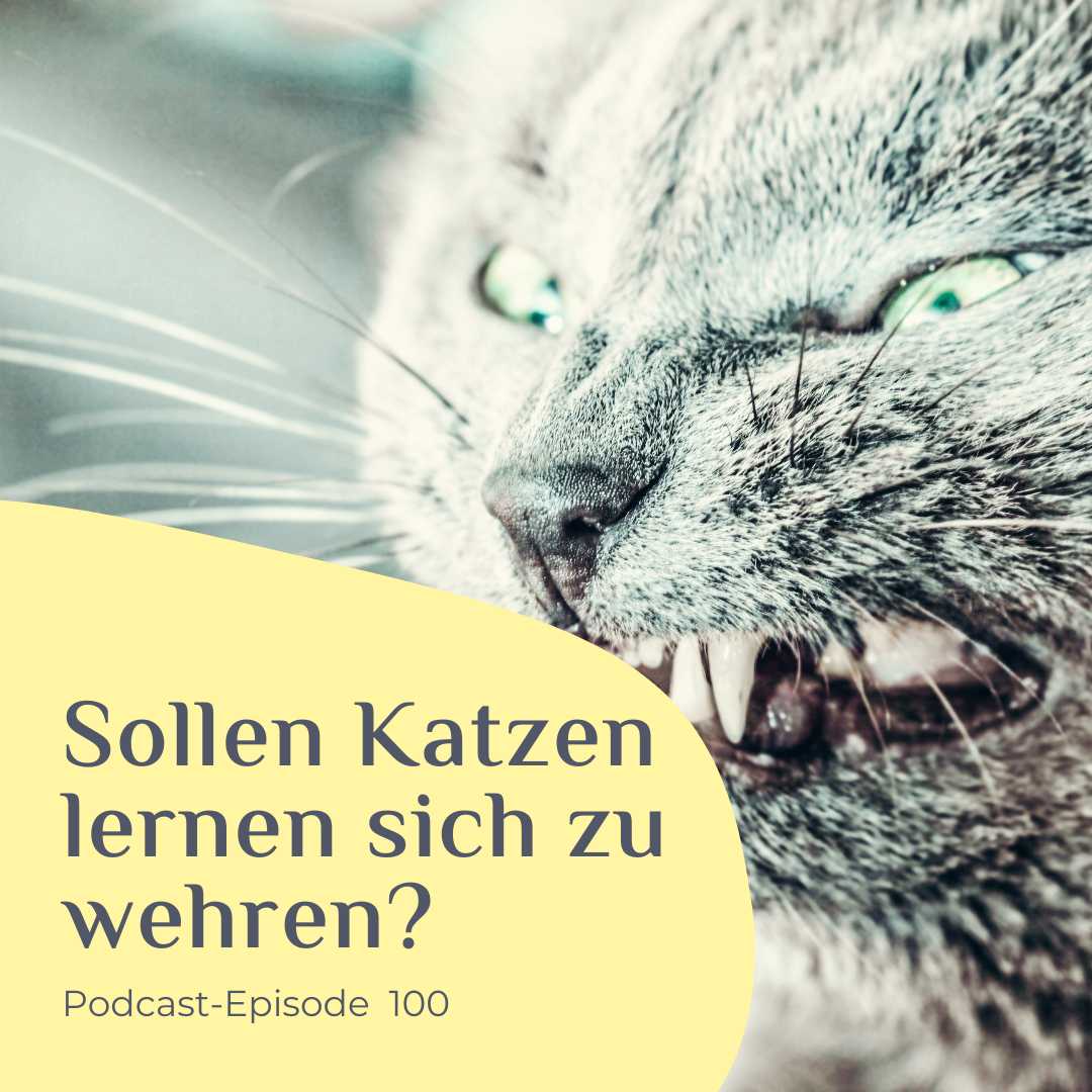 Sollen Katzen lernen sich zu wehren