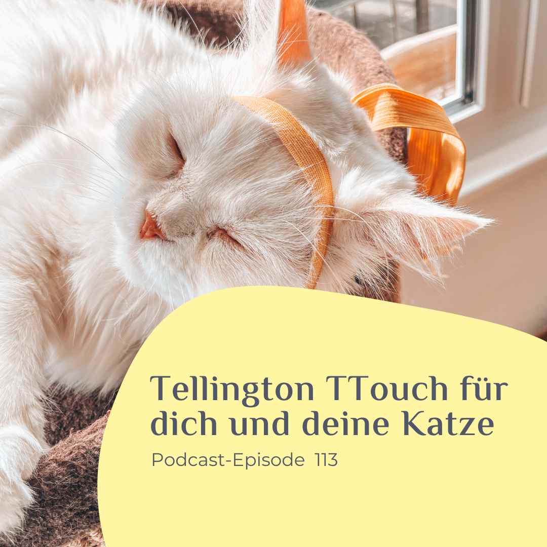 Tellington TTouch für dich und deine Katze