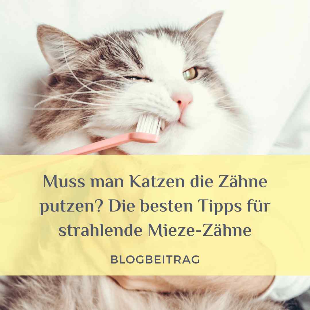 muss-man-katzen-zaehne-putzen