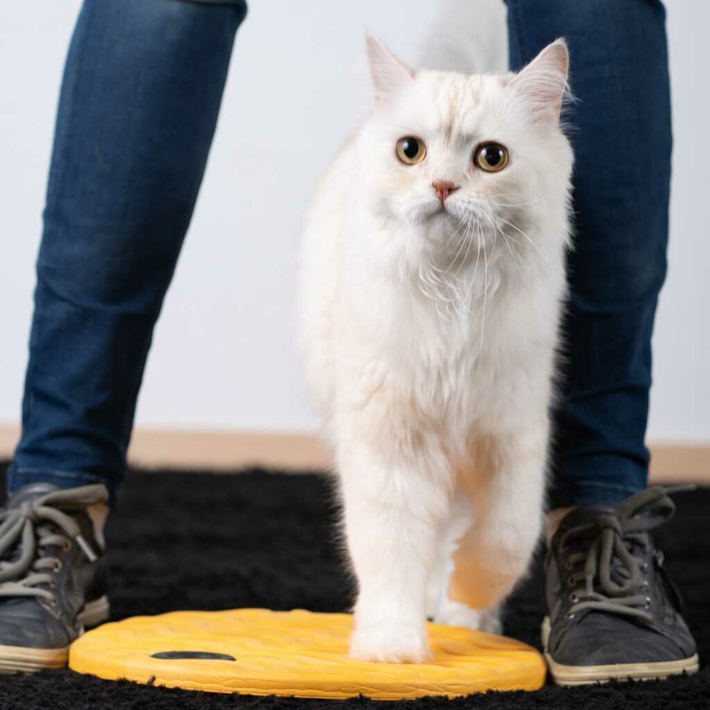 clickertraining für katzen