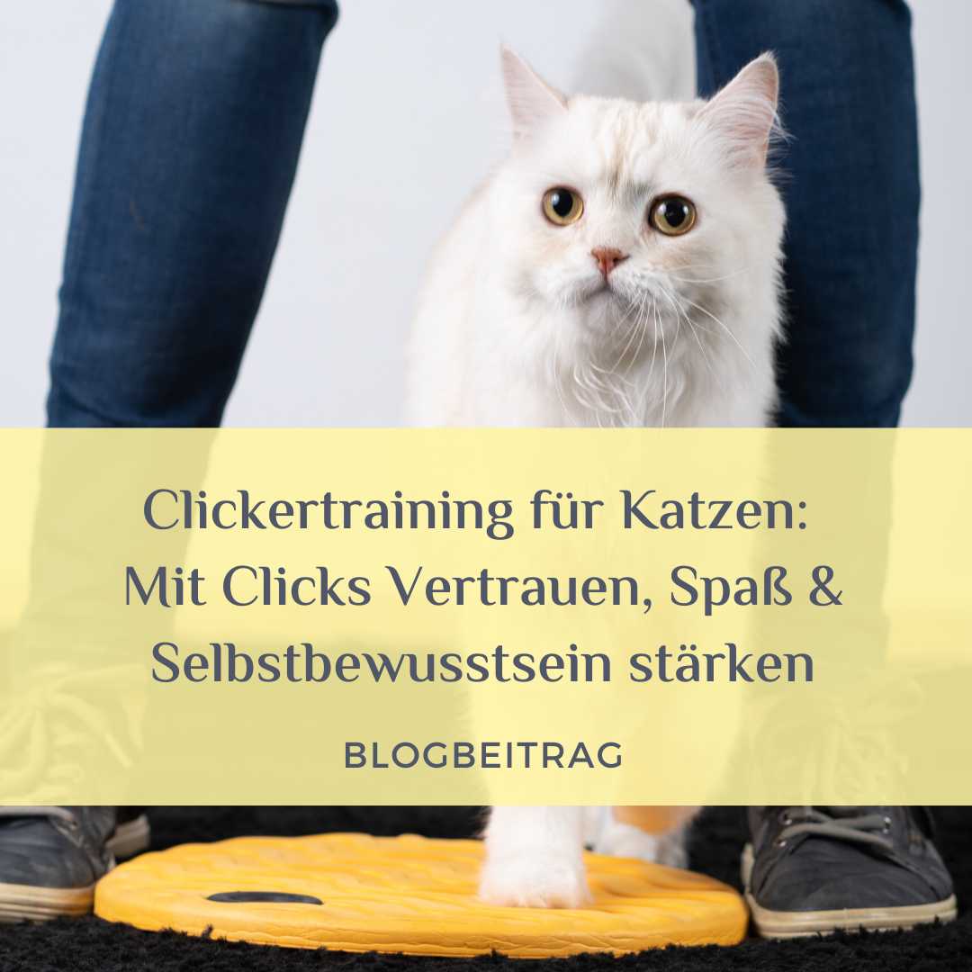 clickertraining für katzen