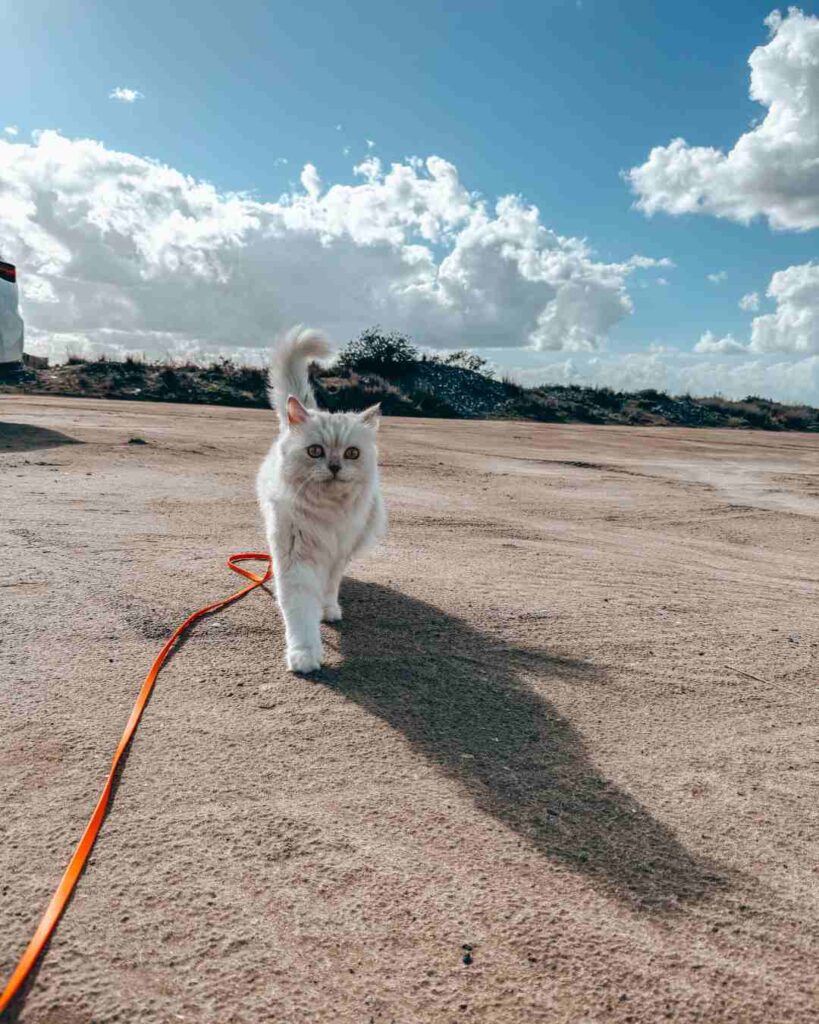 Katze spazieren am Strand