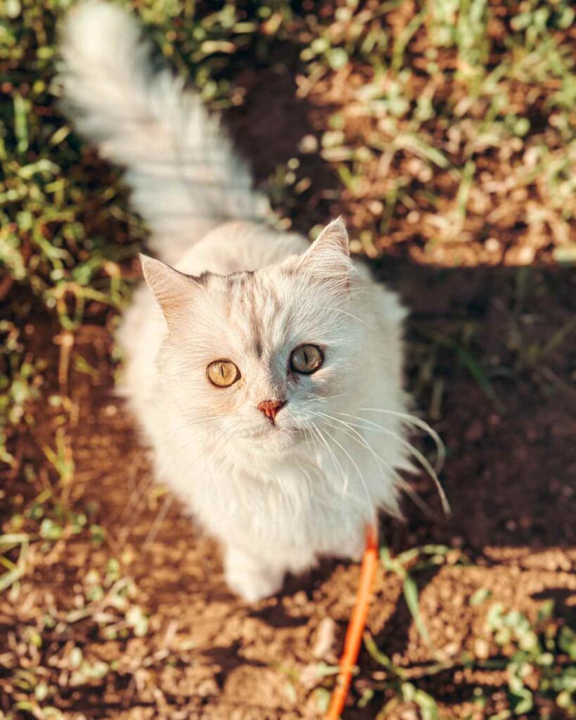 Katze spazieren im Matsch