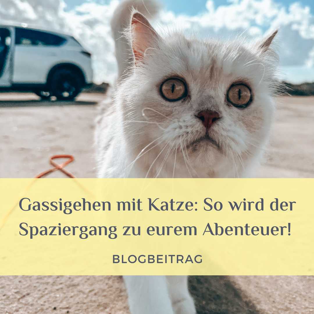 mit katze gassi gehen