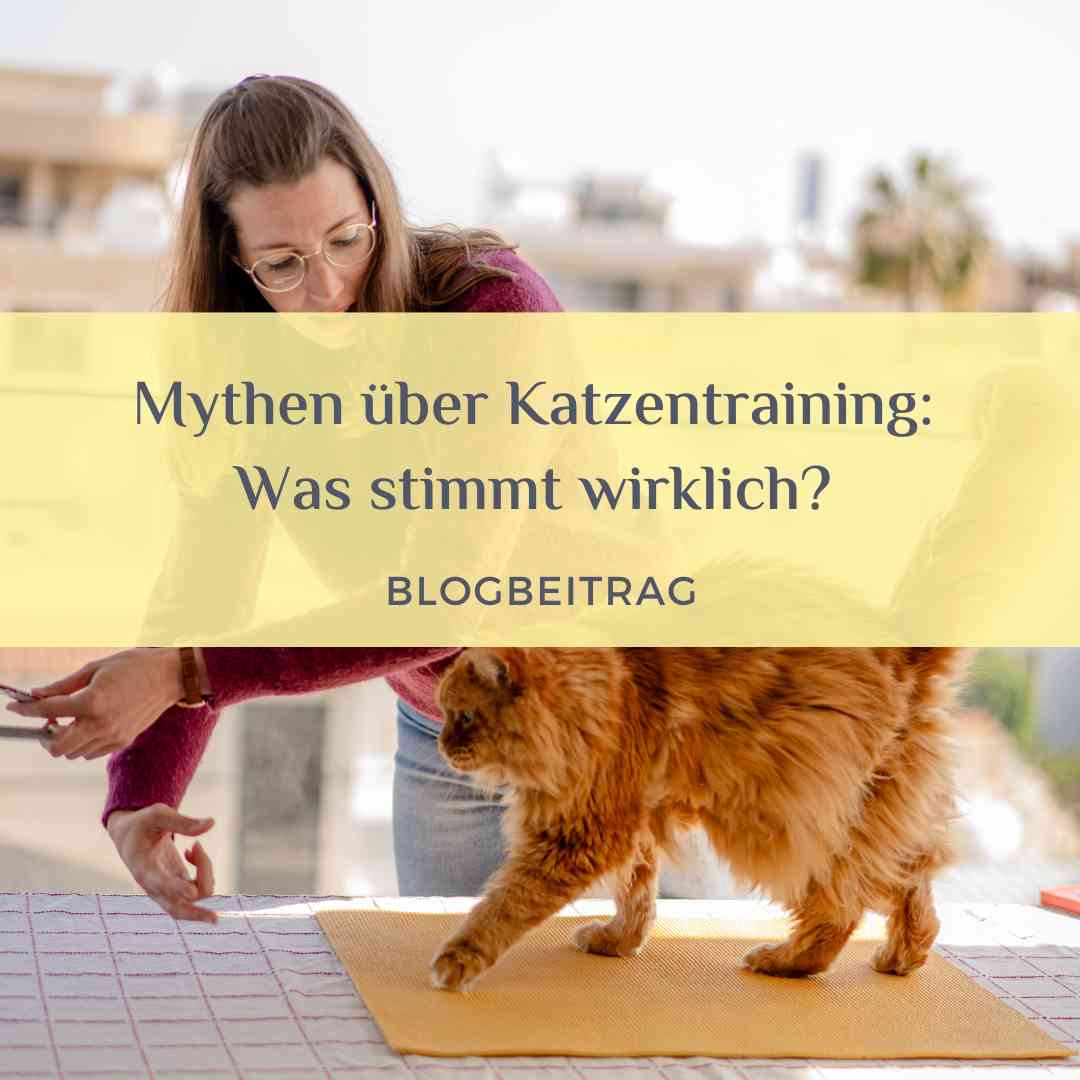 Mythen über Katzentraining