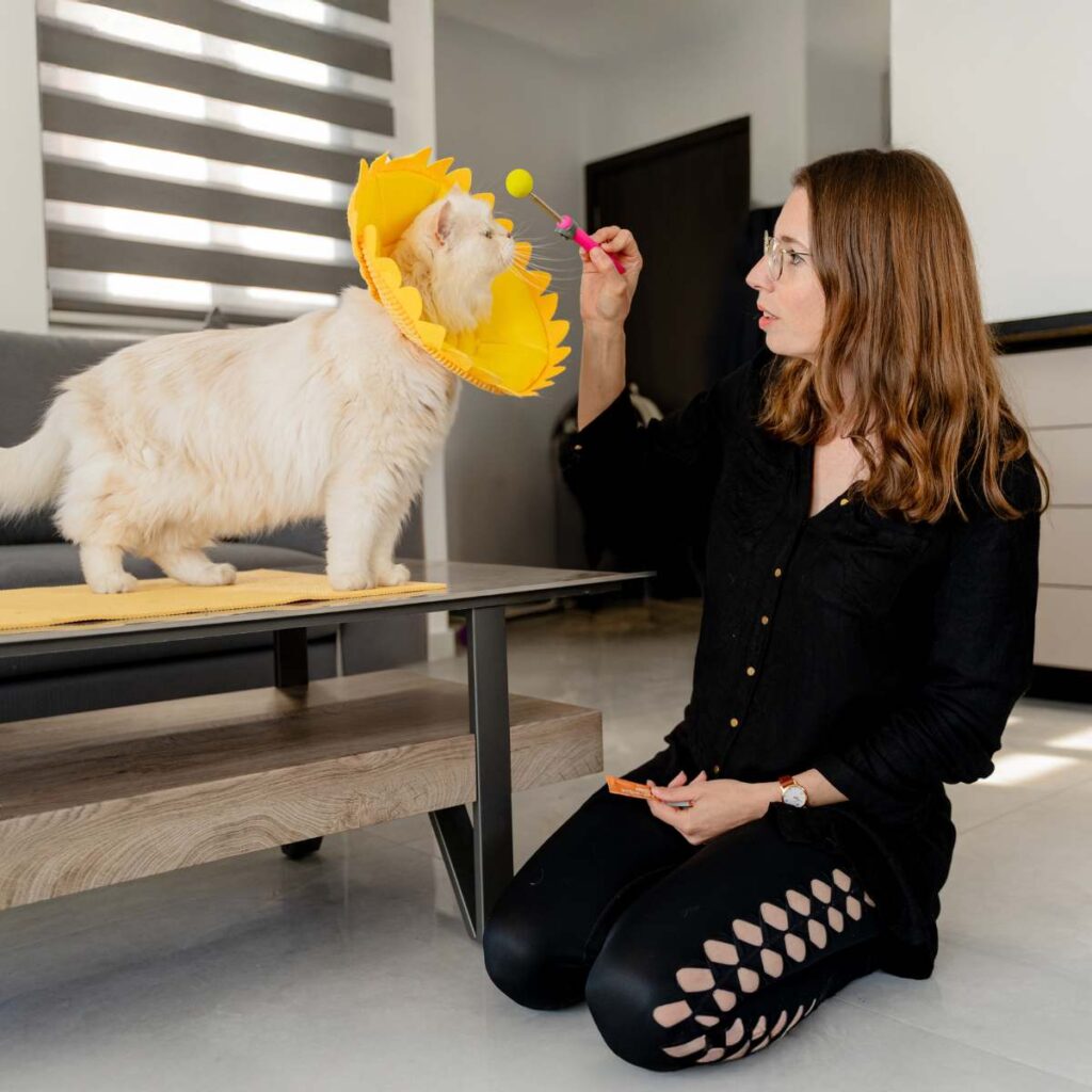 Medical Training Katze