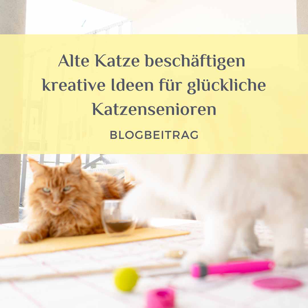 Alte Katze beschäftigen (2)