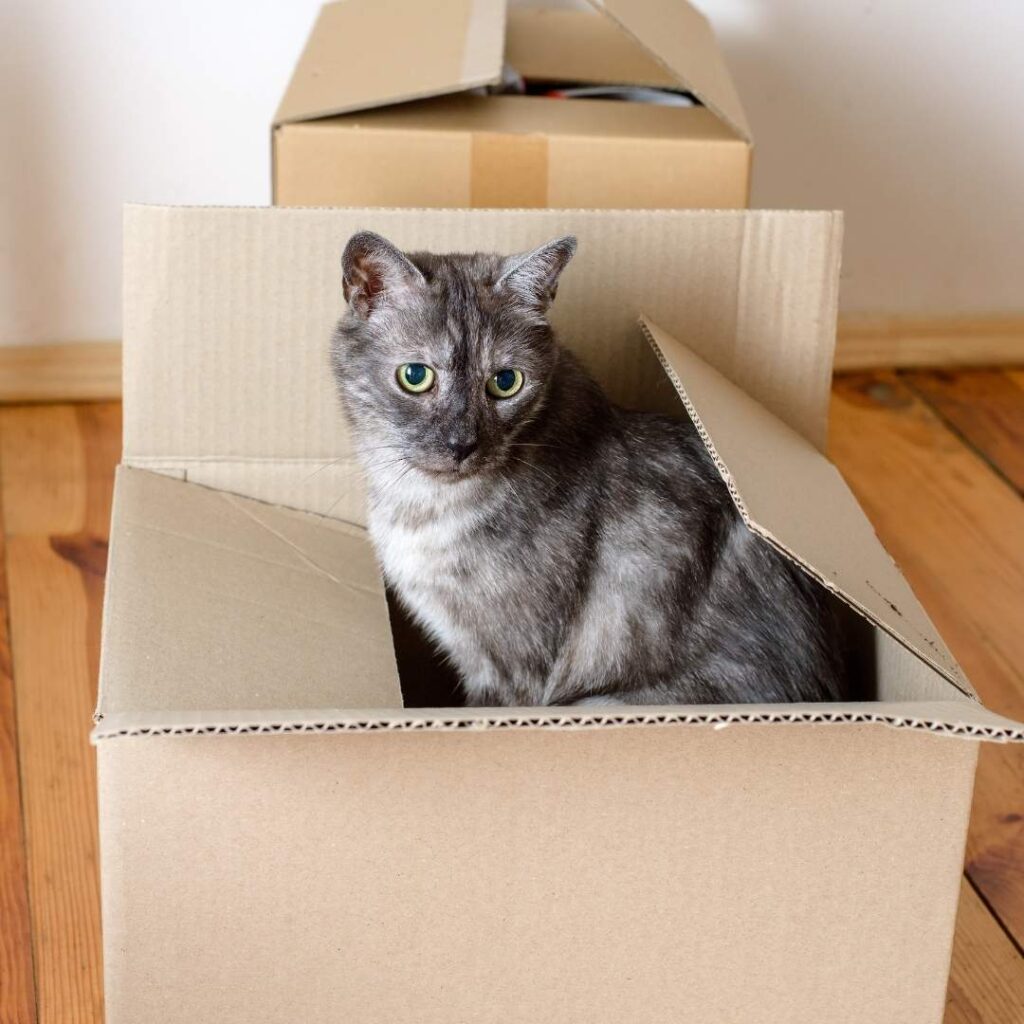 Umzug mit Katze - im Karton