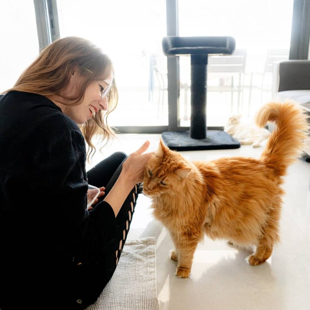 Umzug mit Katze kleine Schritte