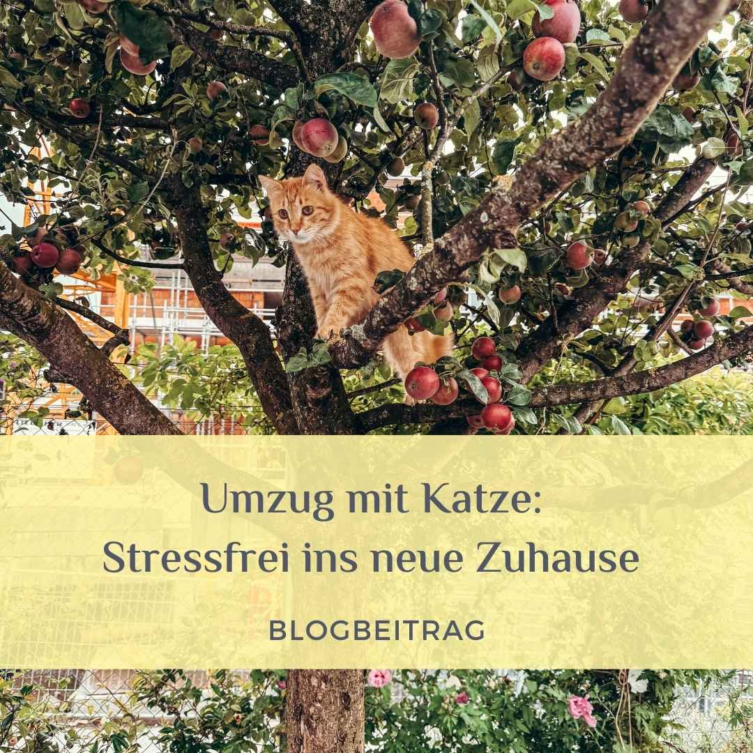 Umzug mit Katze: Katze klettert im neuen Garten auf Apfelbaum