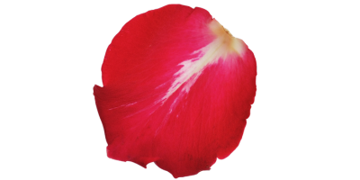 Rosenblatt zweifarbig