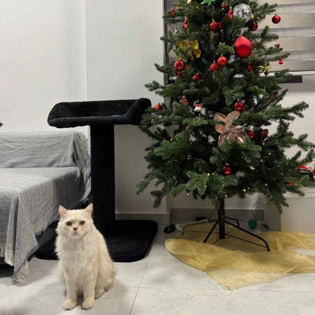 Katze unter Weihnachtsbaum