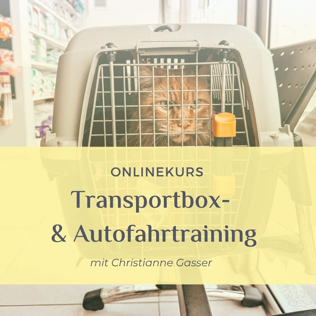 Transportbox und Autofahrtraining