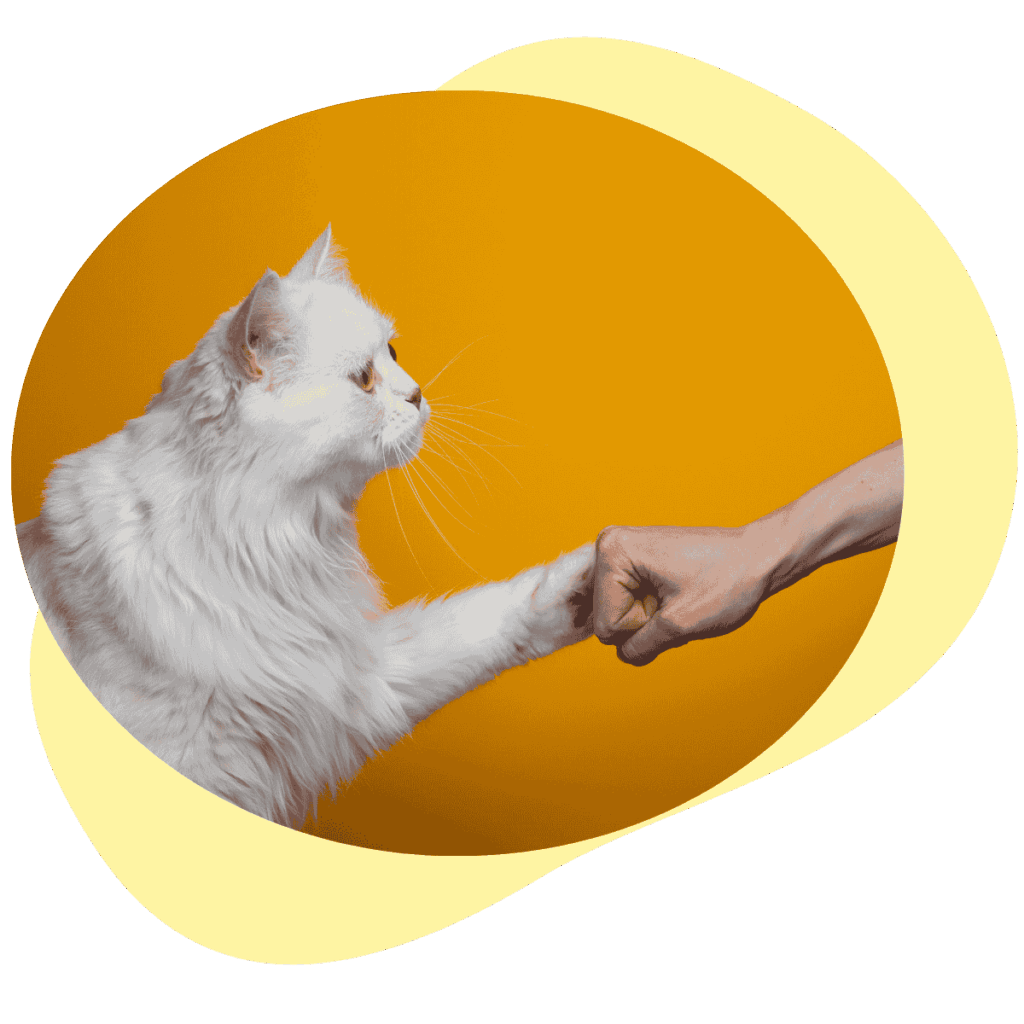 Weisse Katze auf orangem Hintergrund gibt einem Menschen einen Fistbump