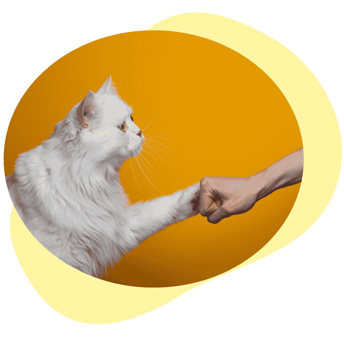 Weisse Katze auf orangem Hintergrund gibt einem Menschen einen Fistbump