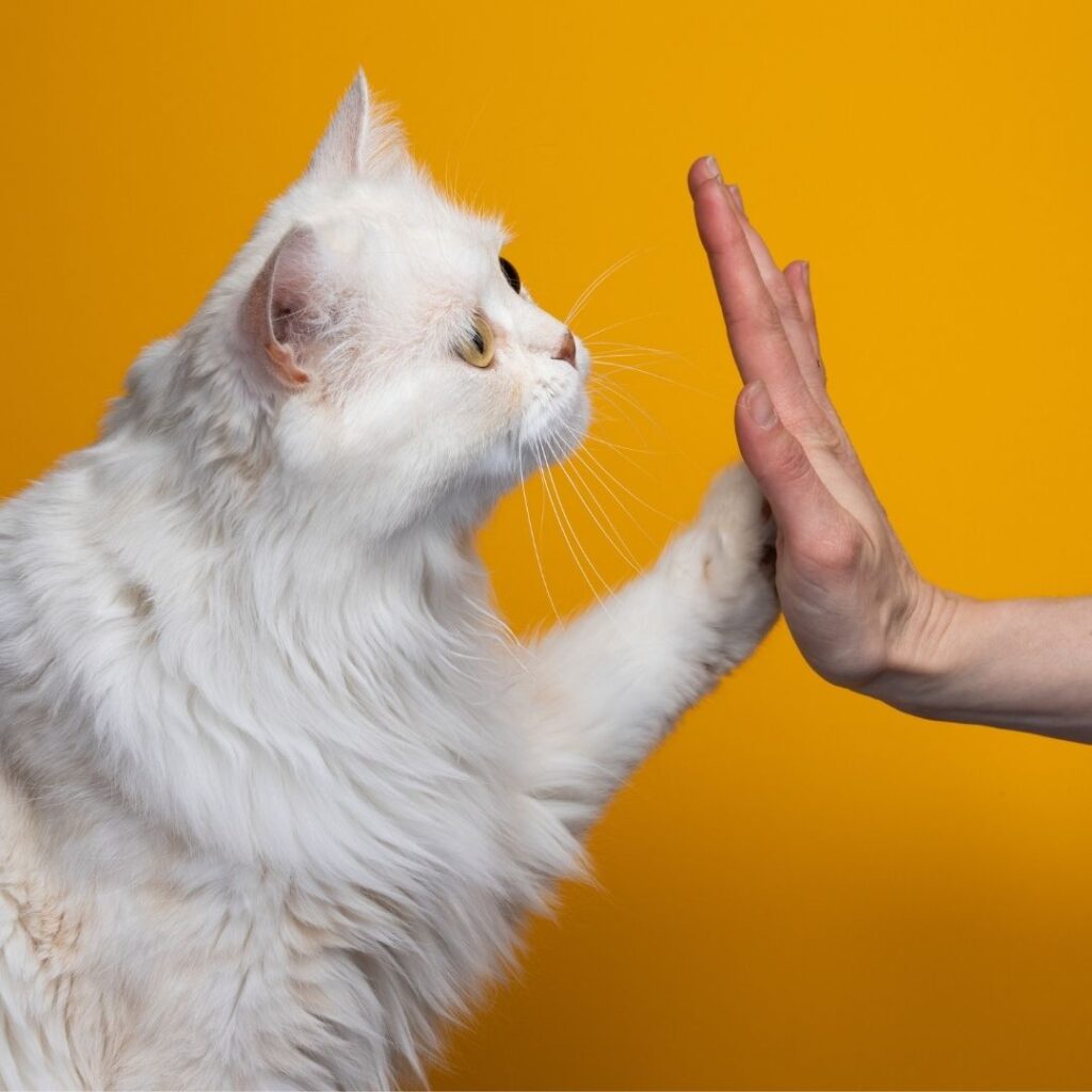 weisse Katze gibt Menschenahand mit der linken Pfote ein High5