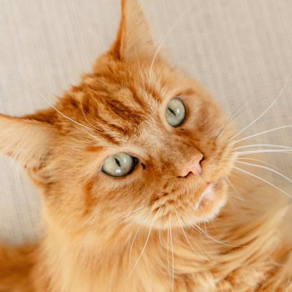 Katze Körpersprache Augen