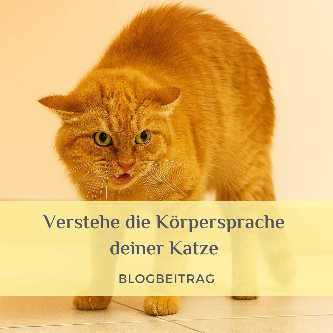 Katze Körpersprache