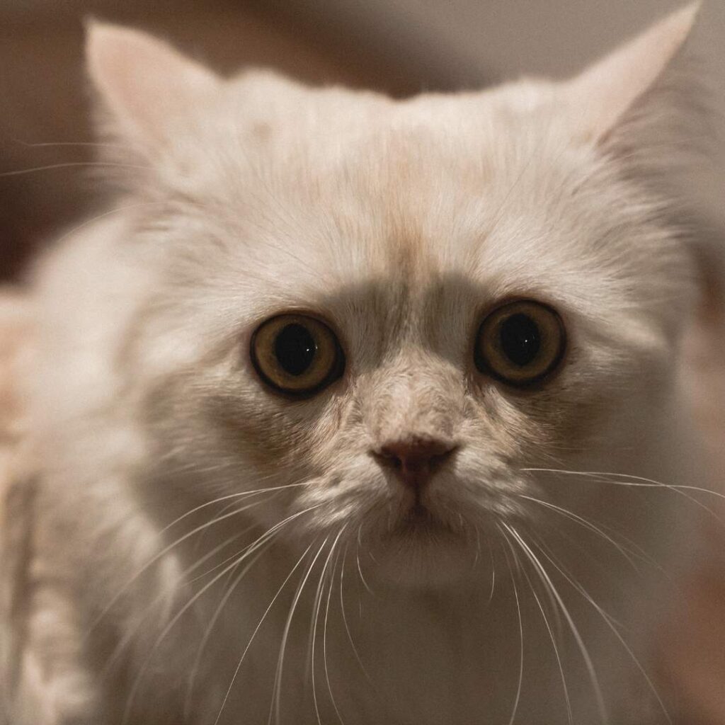 Körpersprache Katze Augen