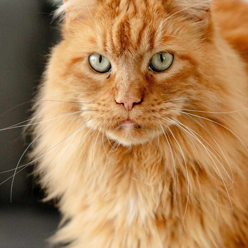 Körpersprache Katze Schnurrhaare