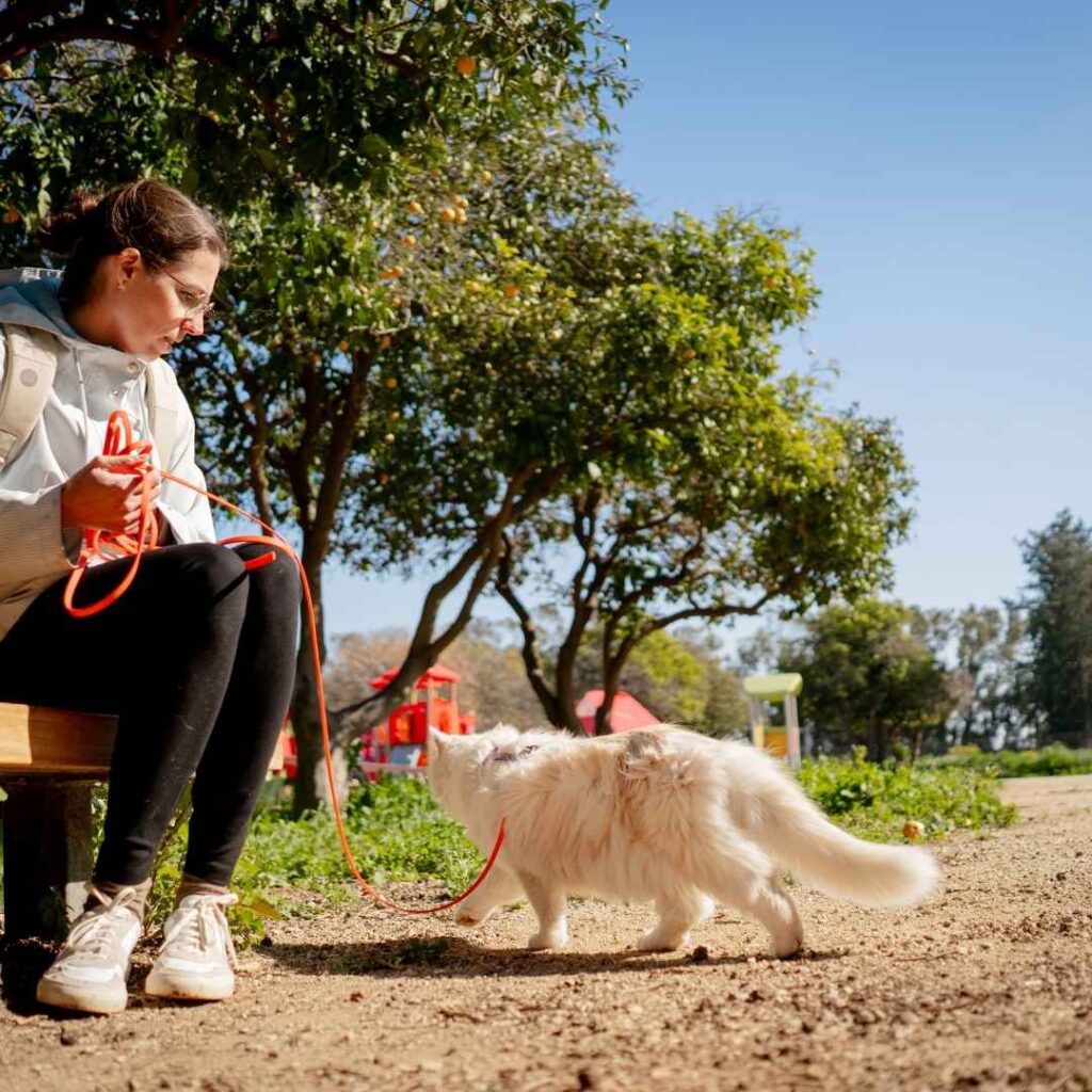 Körpersprache Katze Schwanz