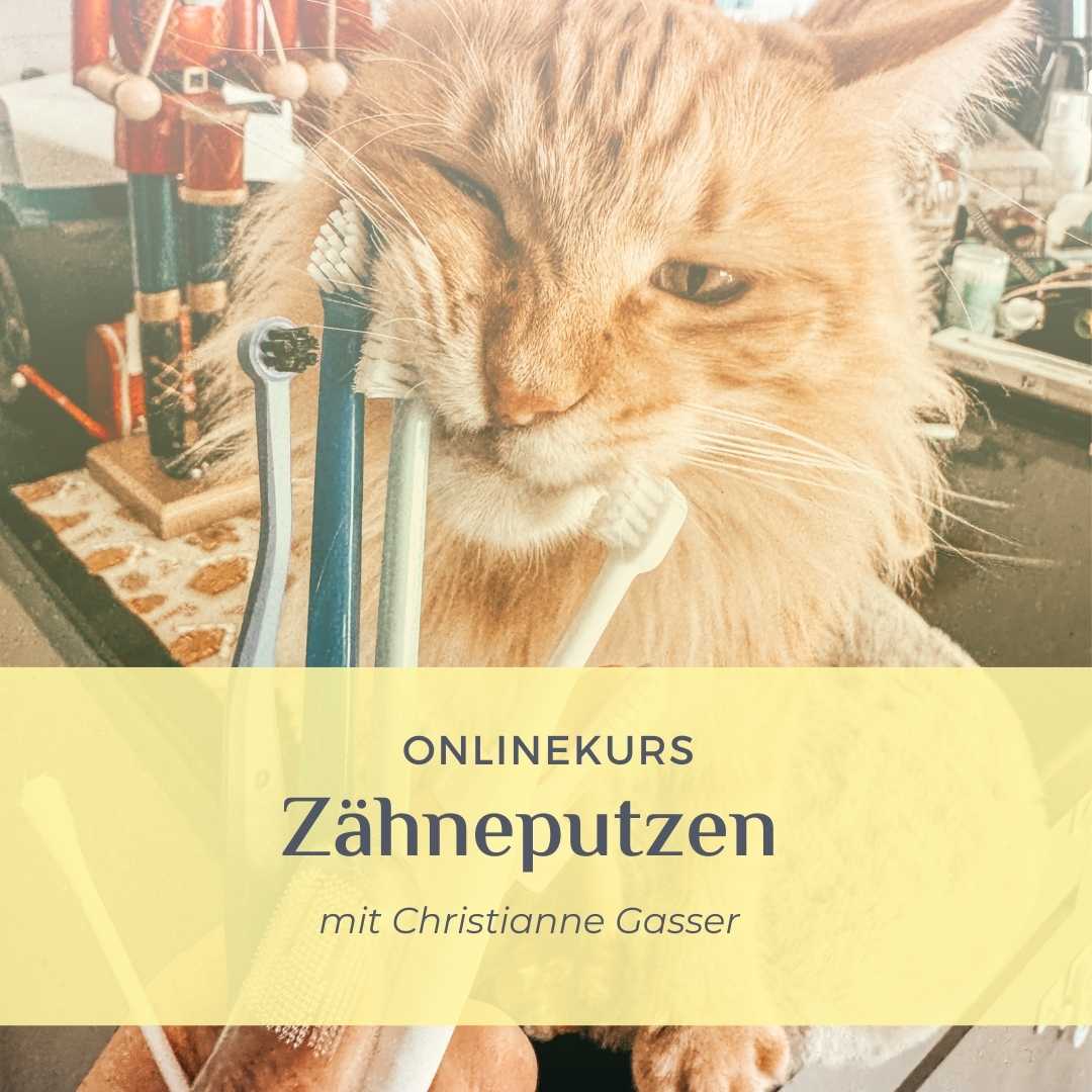 Titelbild Umsetzungschallenge Zähneputzen