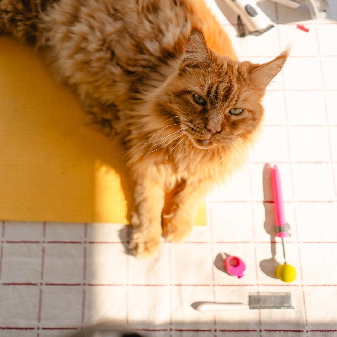 clickerleicht Peanie mit Clicker und Target.jpg