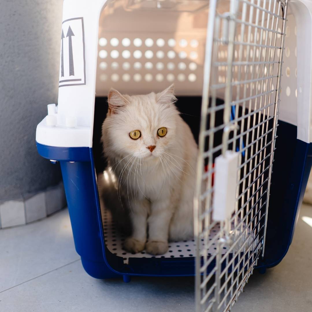 Geburi-Special Transportbox